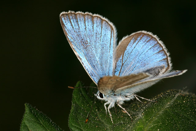 motýli 1