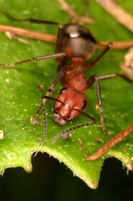mravenec 1