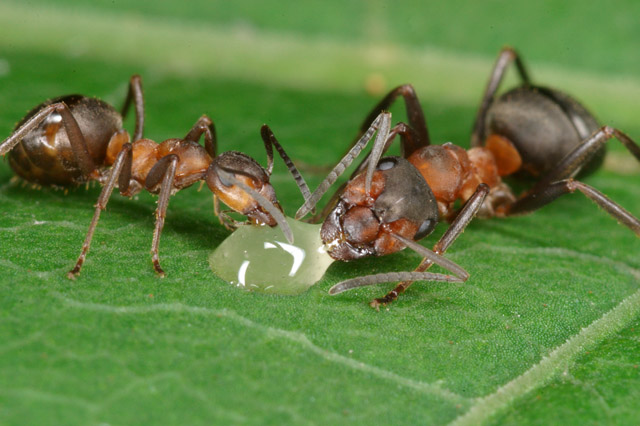 mravenec 3