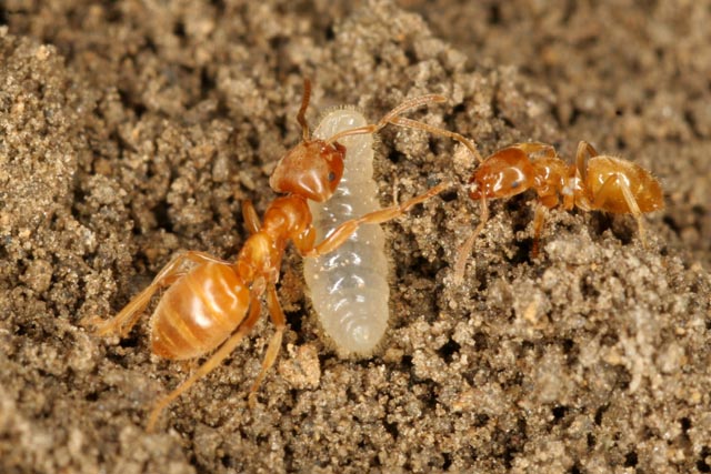 mravenec 8