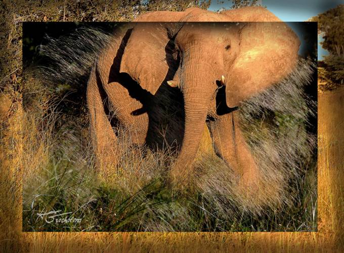 Photo-blending - Rozrušený slon