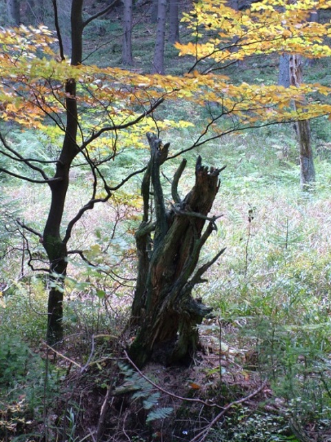 Lesní strašidlo